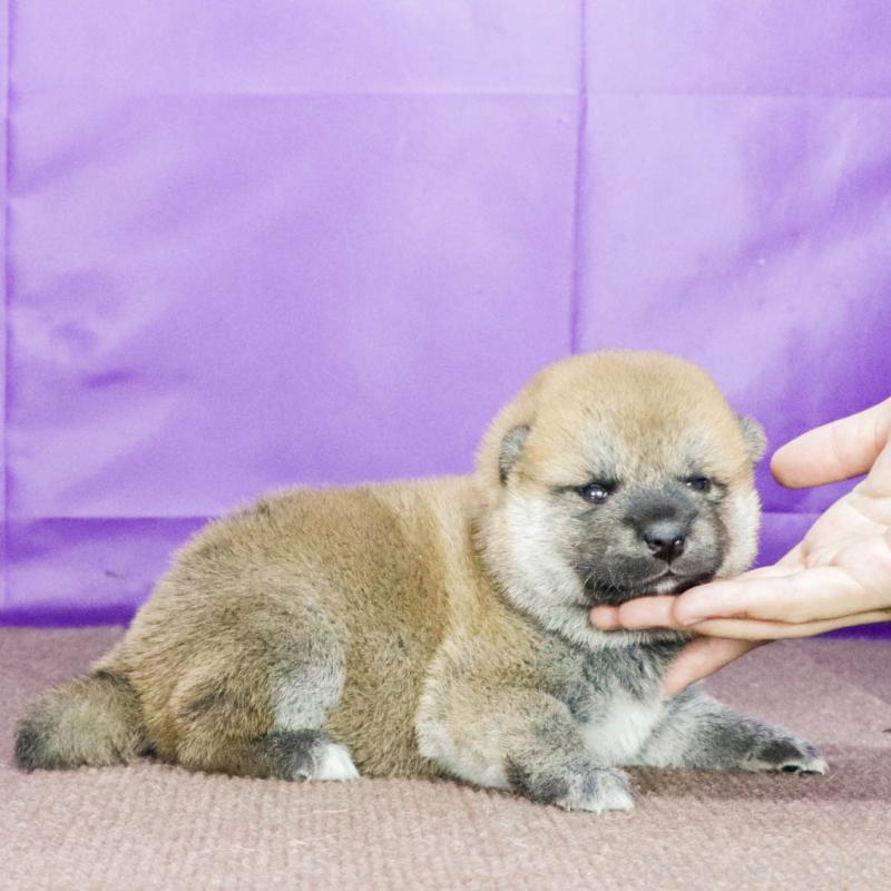 販売中の愛知県の柴犬-408676の3枚目